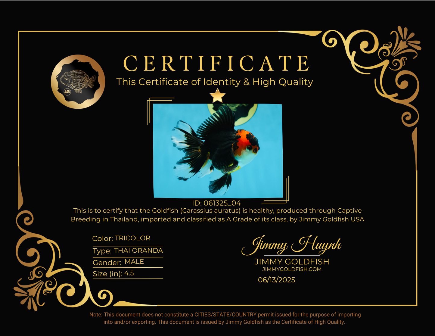 A Grade Young Tricolor Oranda Male 4.5 inches #061325_04