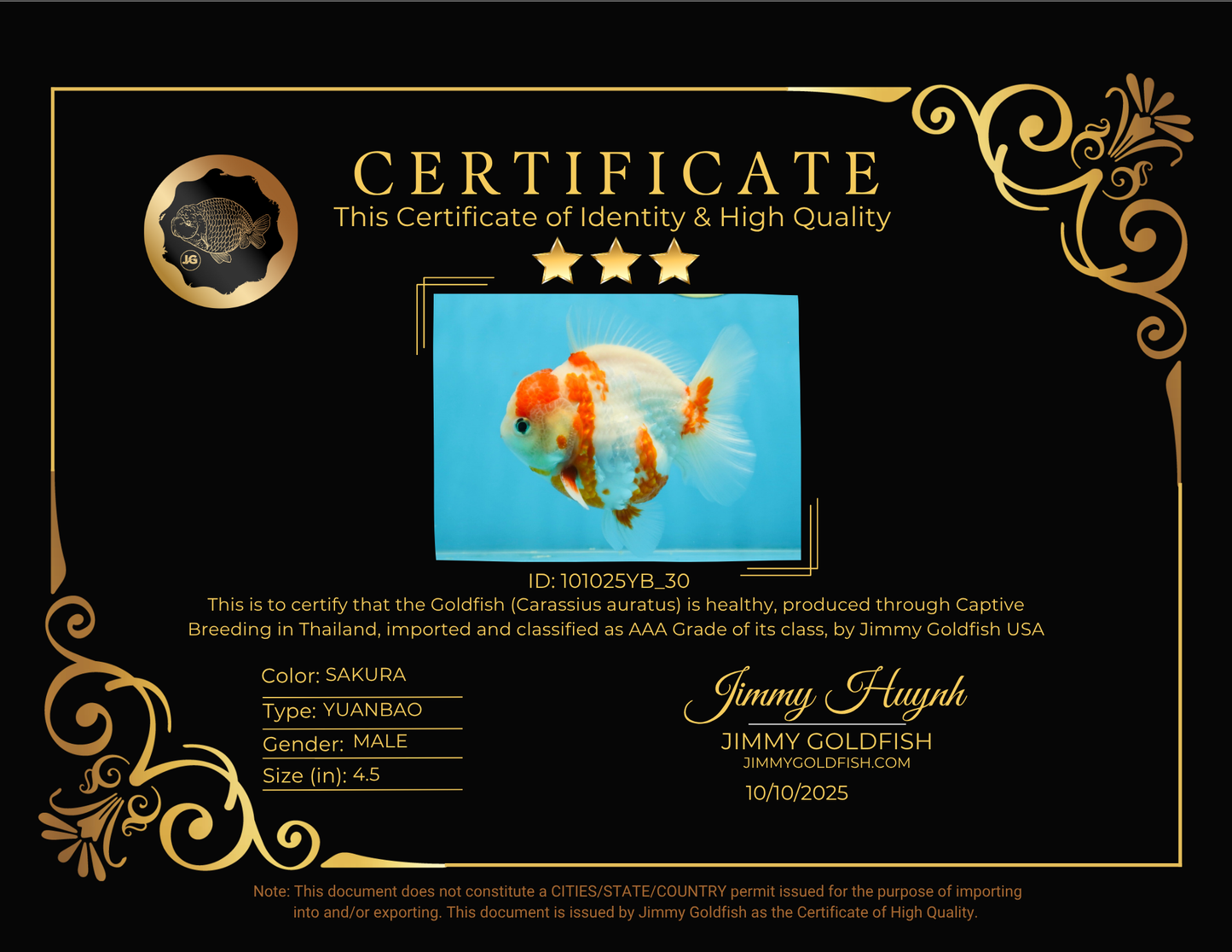 AAA Grade Sakura Kohaku Yuanbao Male 4.5 inches #101025YB_30