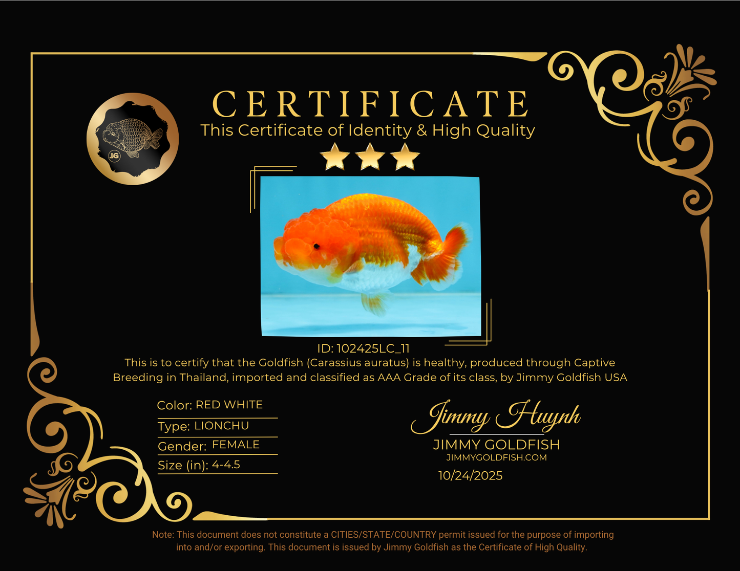 CHUBBY AAA Grade Red Head LionQueen 4-4.5 inches #102425LC_11