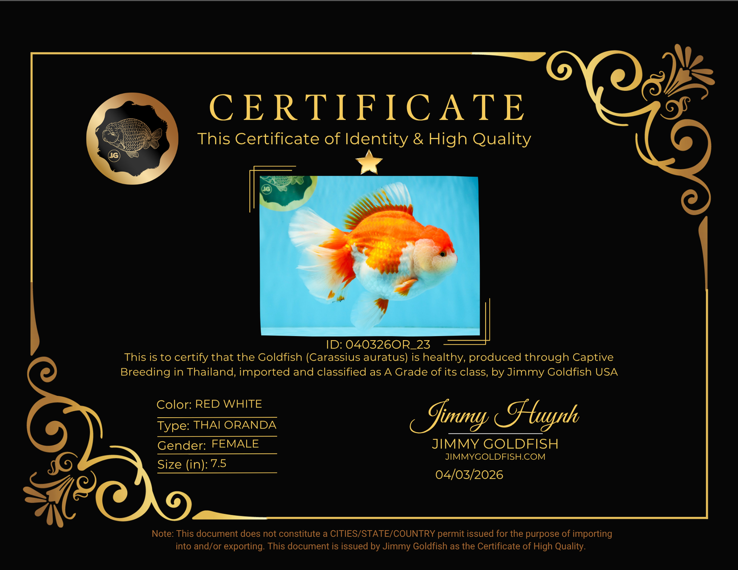 SUPER WEN A Grade Red White Oranda Female 7.5 inches #040326OR_23