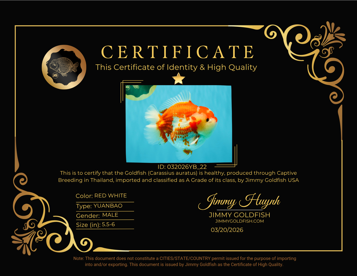 JUMBO A Grade Red White Yuanbao Male 5.5-6 inches #032026YB_22