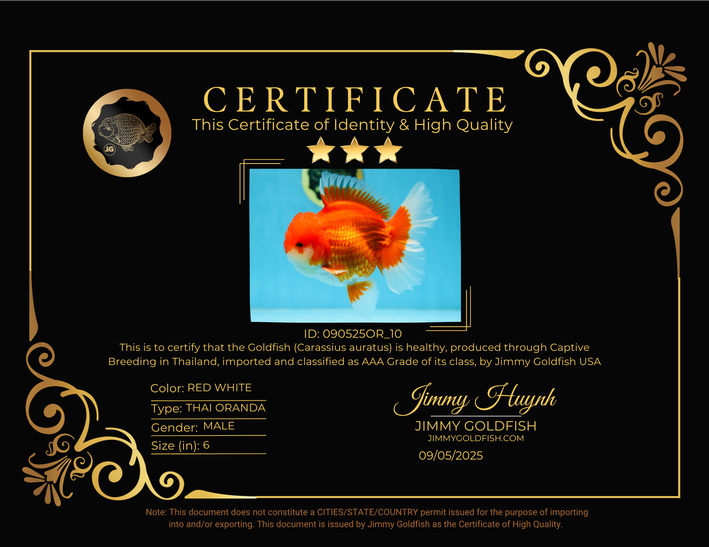 AAA Grade CHUNKY Godzilla Red White Oranda Male 6 inches #090525OR_10