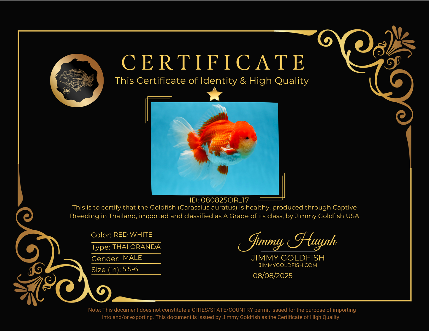 A Grade Red White Oranda Male 5.5-6 inches #080825OR_17