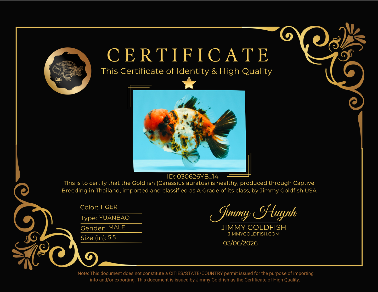 A Grade Pompom 2 Tone Yuanbao Male 5.5 inches #030626YB_14