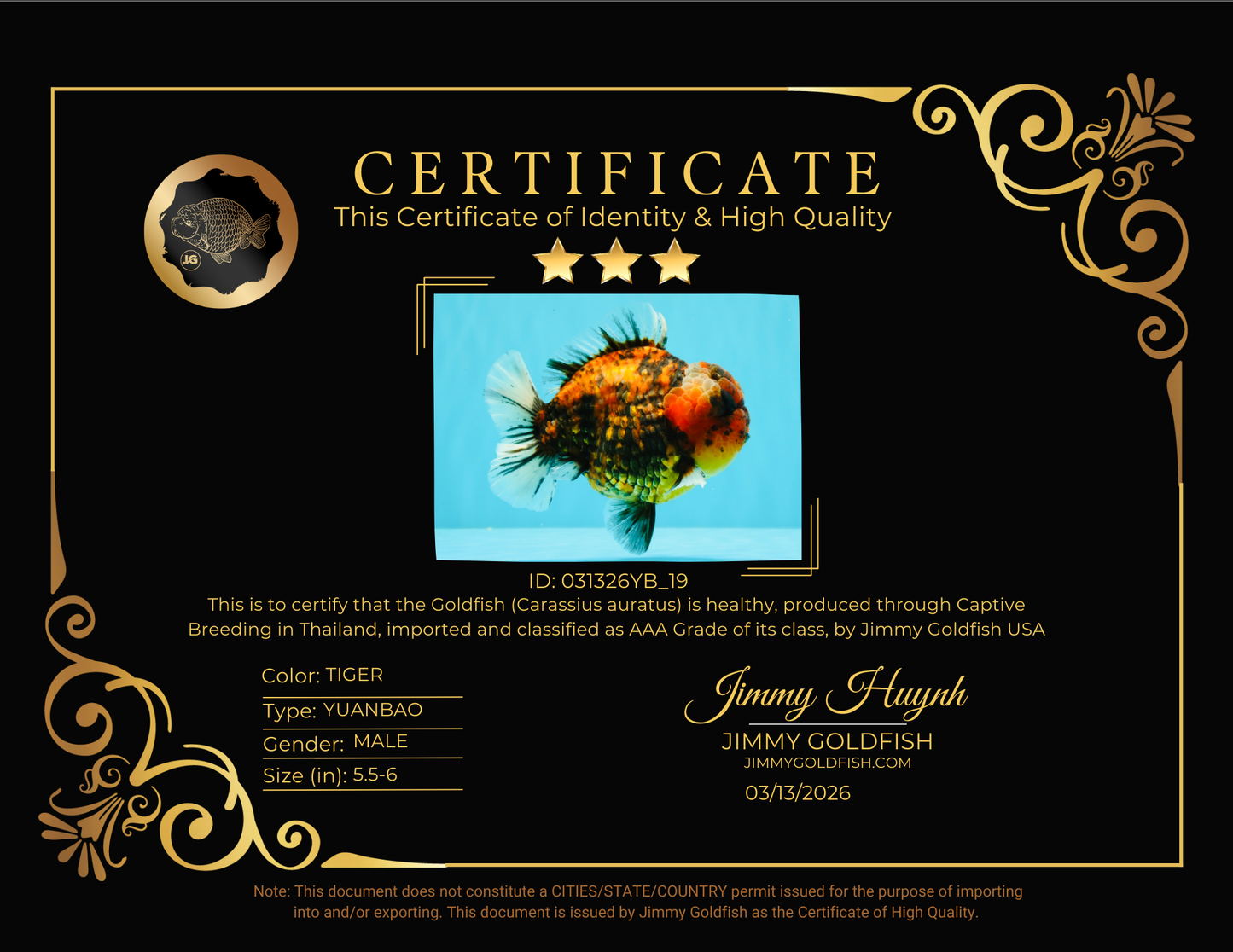 AAA Grade Godzilla Tiger Yuanbao Male 5.5-6 inches #031326YB_19