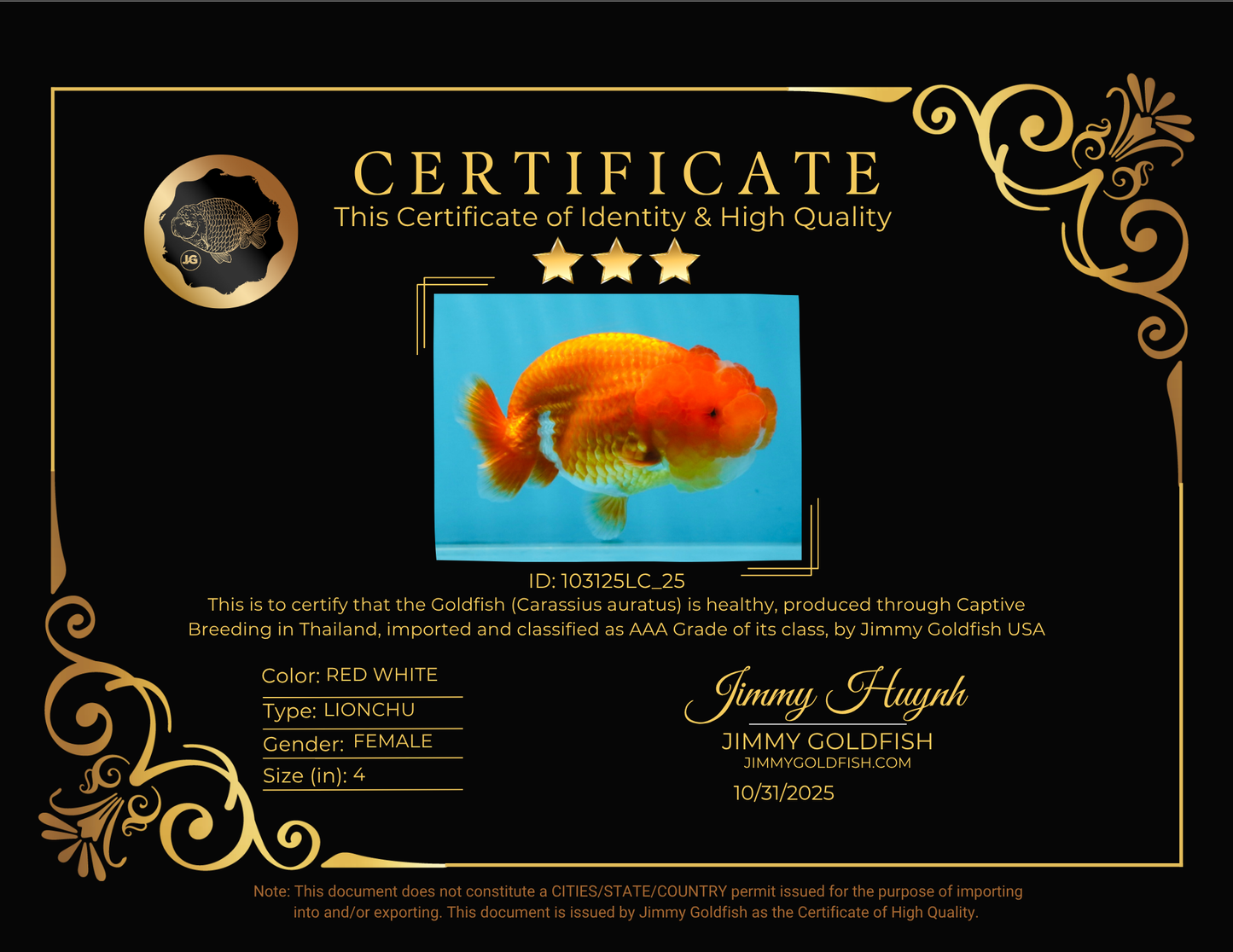 AAA Grade Red White LionQueen 4 inches #103125LC_25