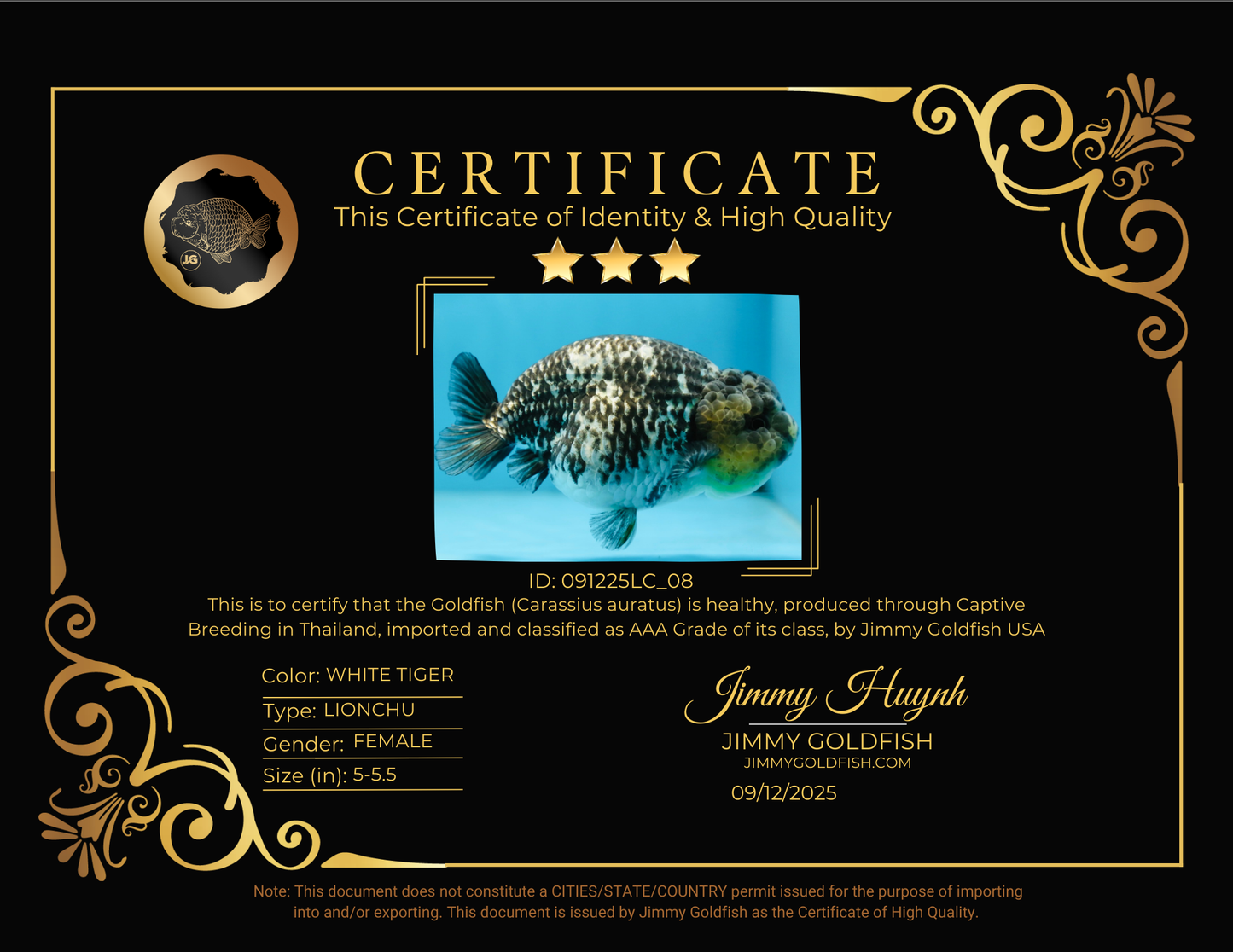 AAA Grade White Tiger LionQueen 5-5.5 inches #091225LC_08