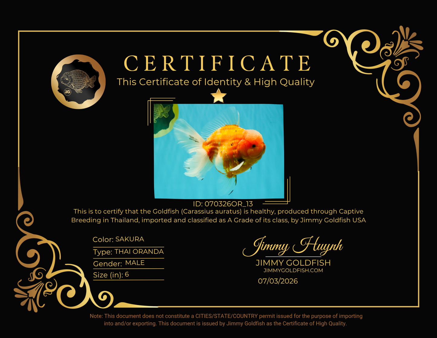 CHONKY A Grade Sakura Oranda Male 6 inches #070326OR_13