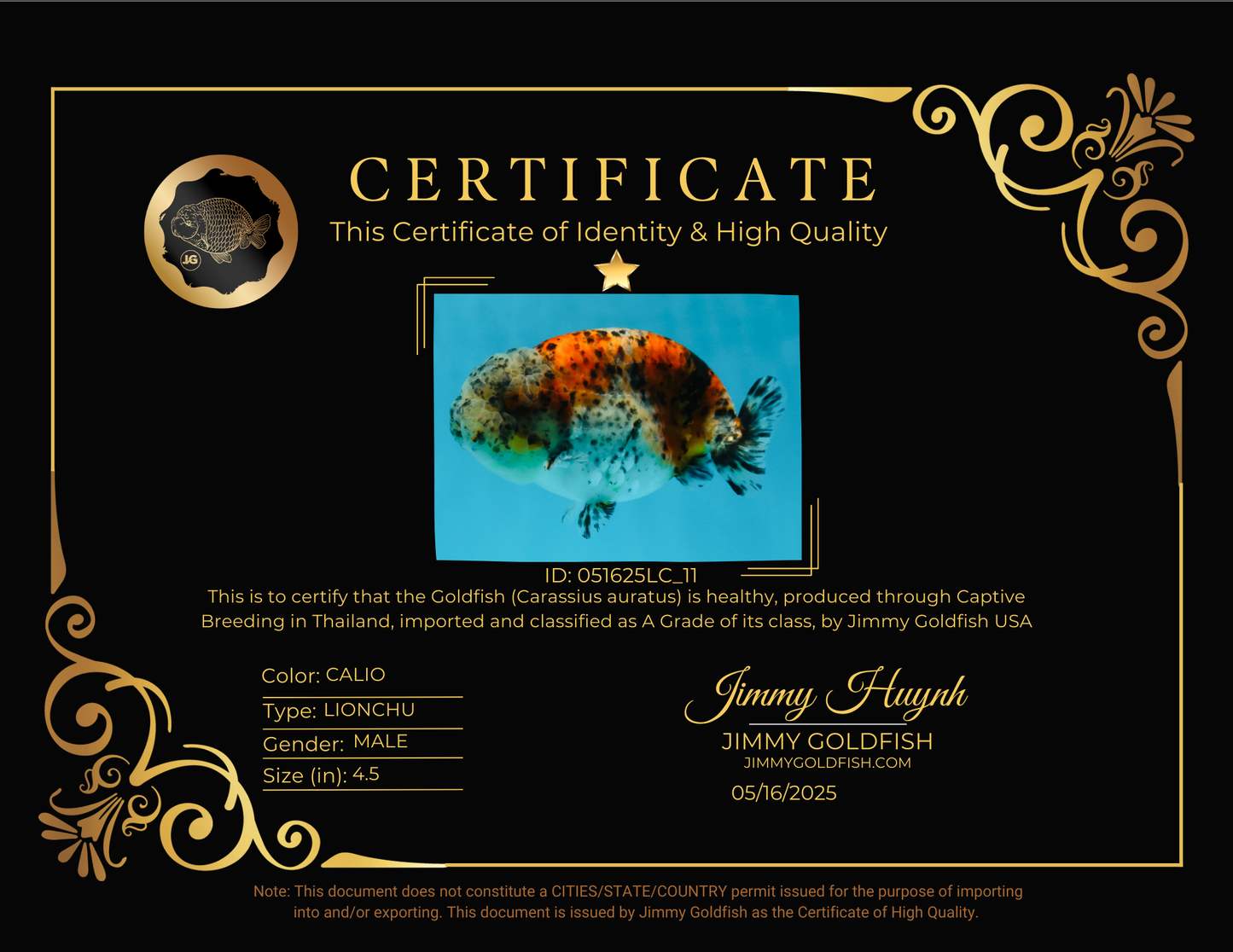 A Grade RARE Pepper Calico LionKing 4.5 inches #051625LC_11