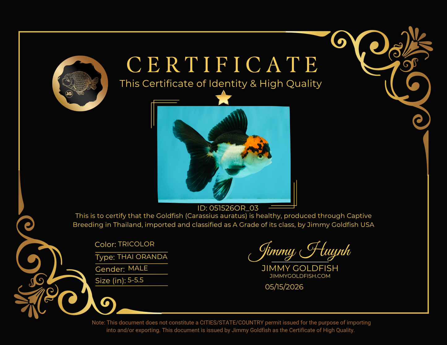 A Grade Red White Oranda Male 5-5.5 inches #051526OR_03