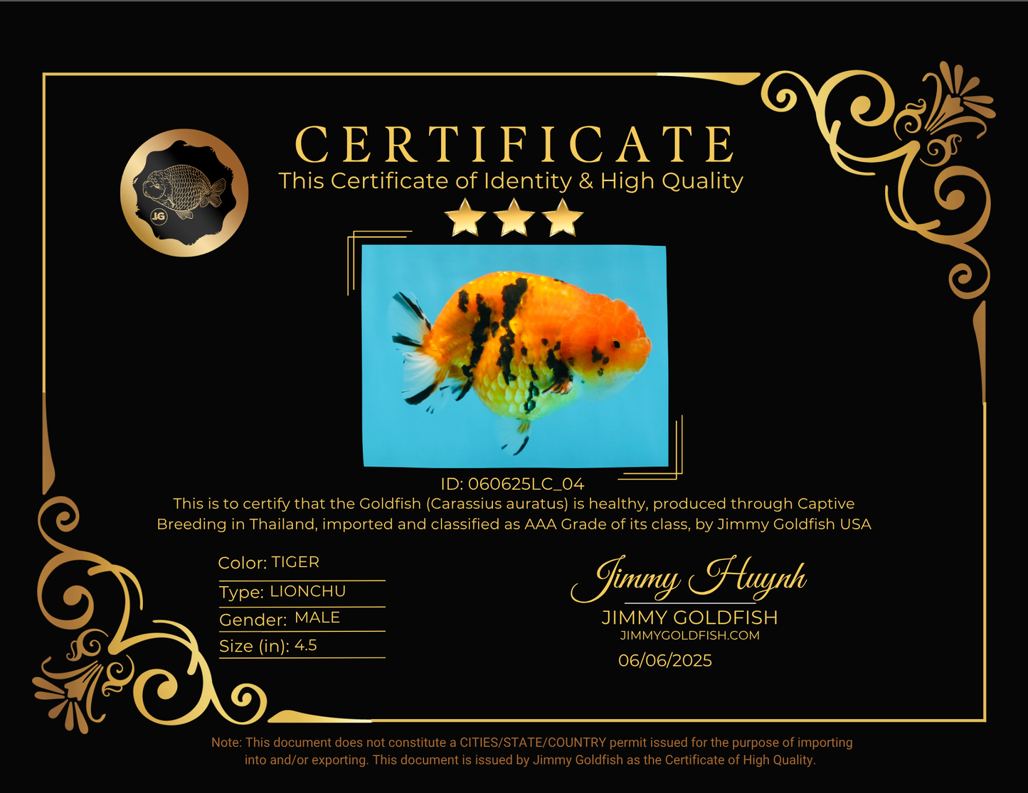 AAA Grade Tiger LionKing 4.5 inches #060625LC_04