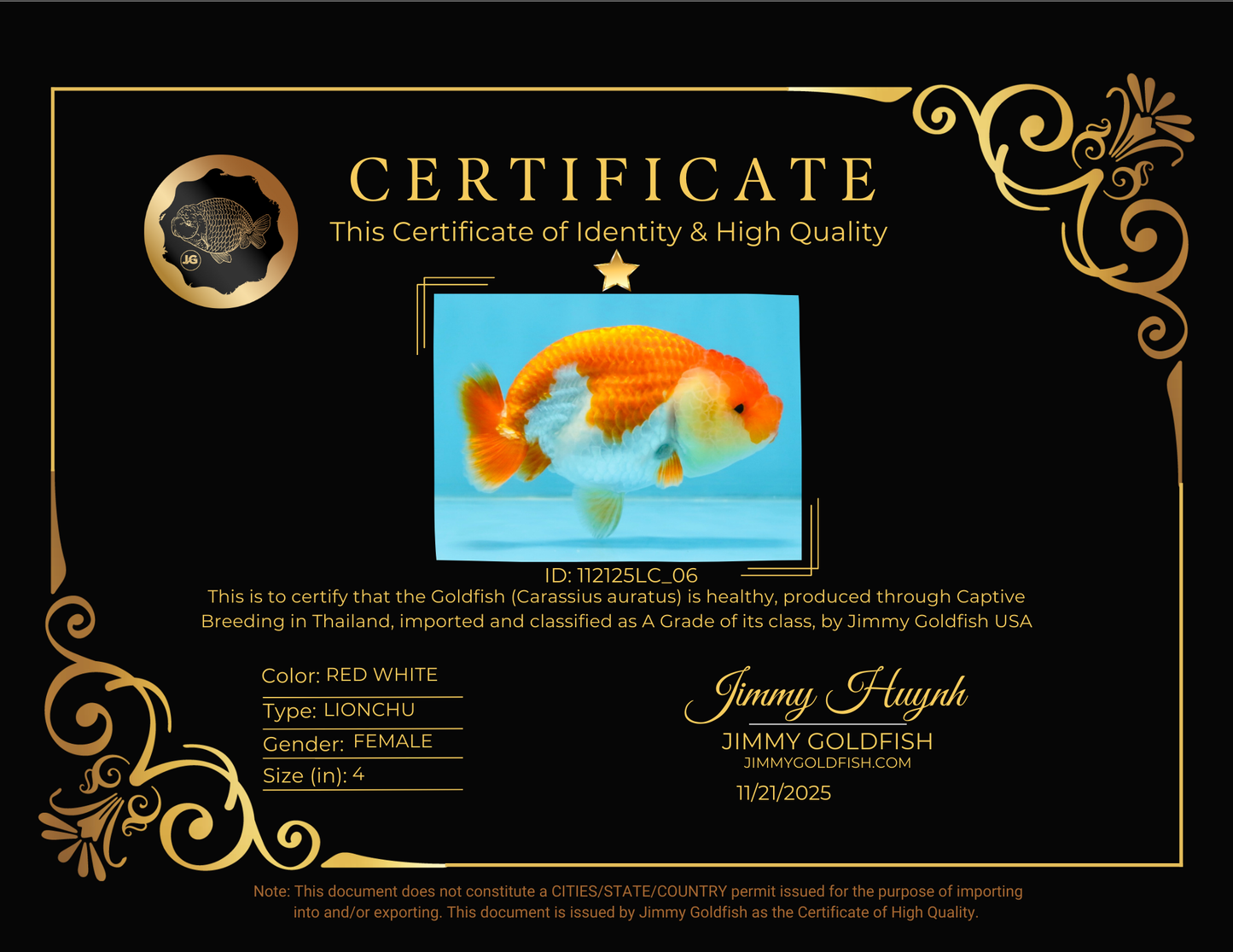 A Grade Red White LionQueen 4 inches #112125LC_06