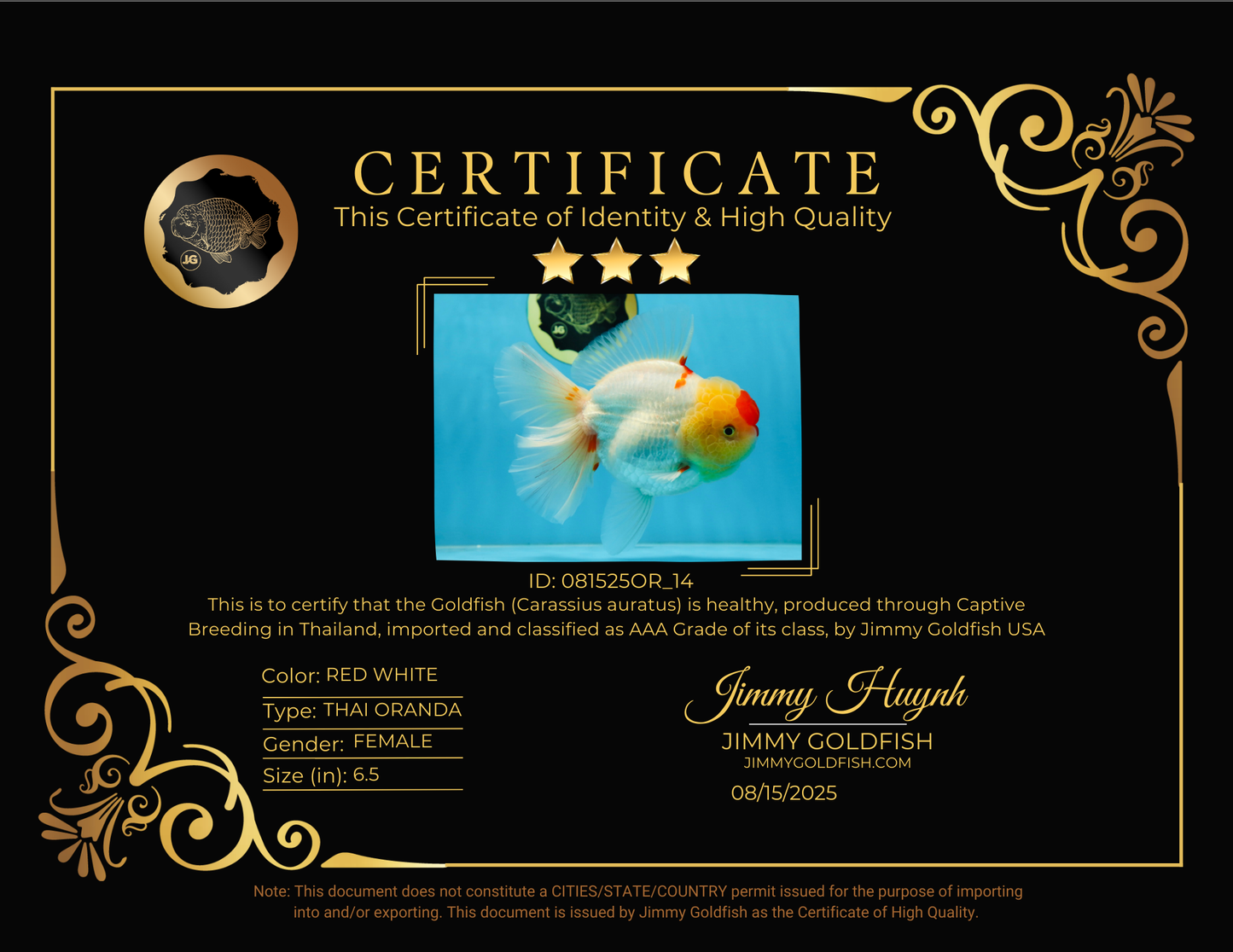 AAA Grade Godzilla Red White Oranda Female 6.5 inches #081525OR_14