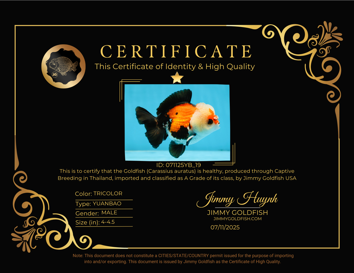 A Grade Adorable Pompom Tricolor Yuanbao Male 4-4.5 inches #071125YB_19