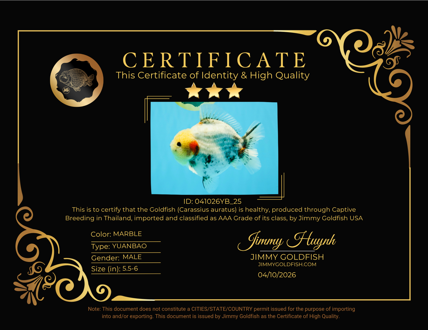 AAA Grade Marble Yuanbao Male 5.5-6 inches #041026YB_25