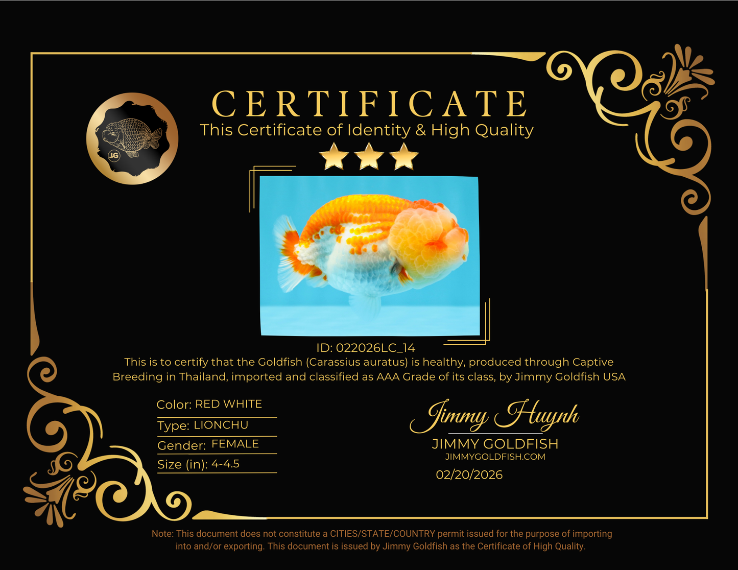 FLUFFY WEN AAA Grade Red White LionQueen 4-4.5 inches #022026LC_14