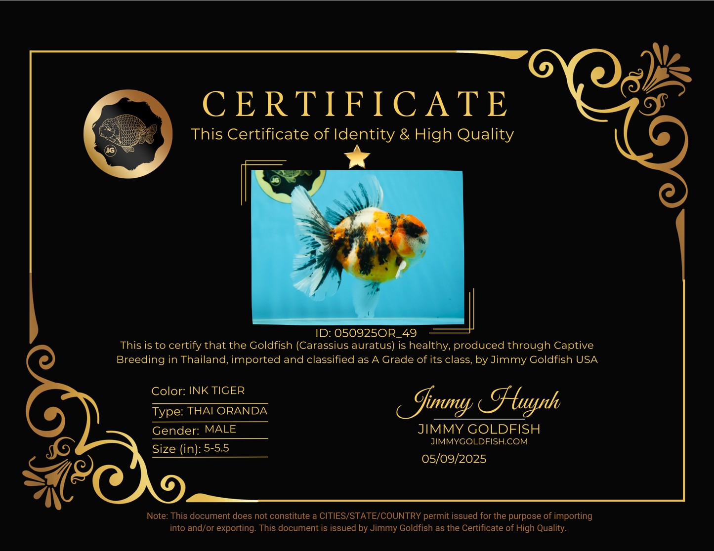 A Grade Ink Tiger Oranda Male 5-5.5 inches #050925OR_49