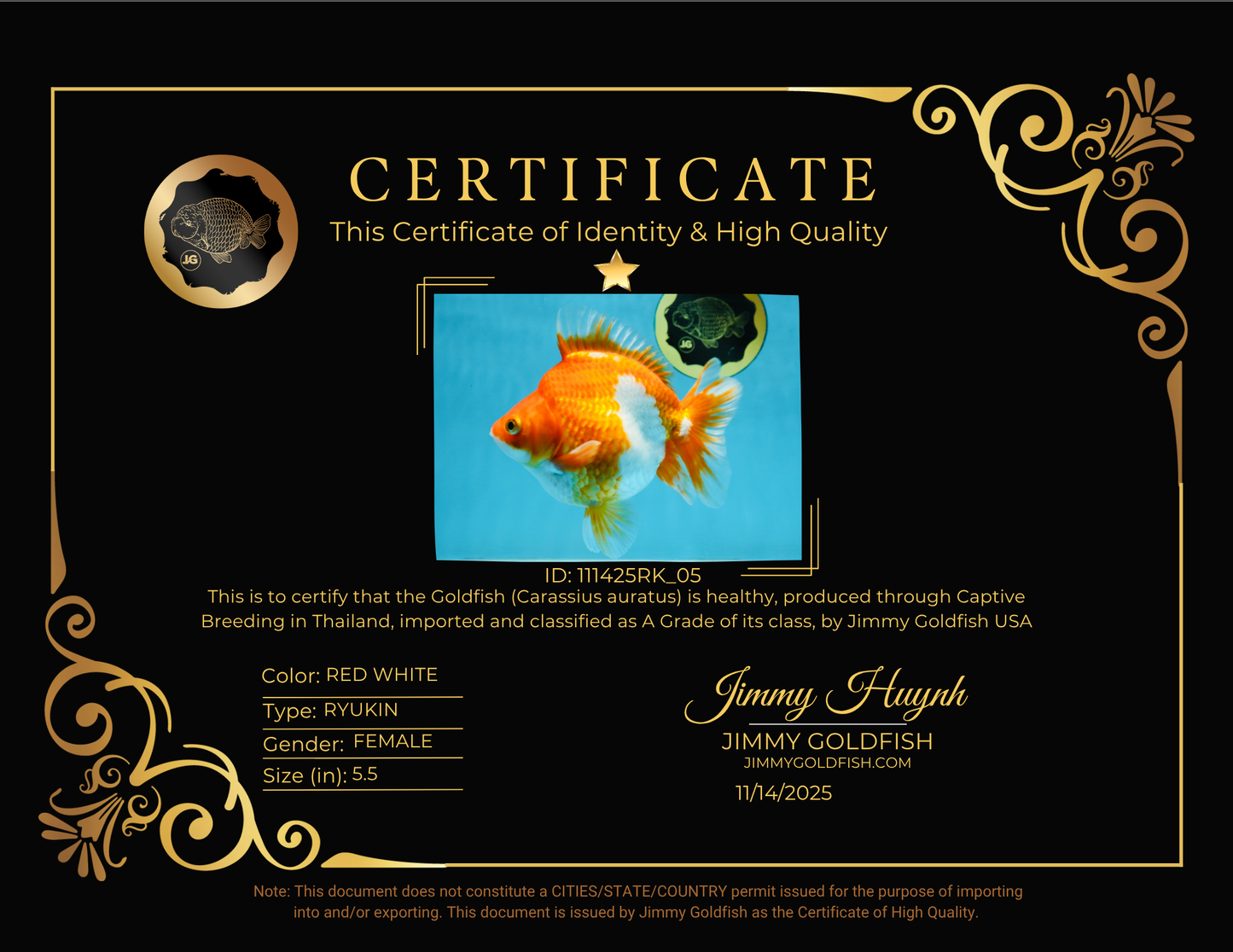 A Grade Red White Ryukin Female 5.5 inches #111425RK_05