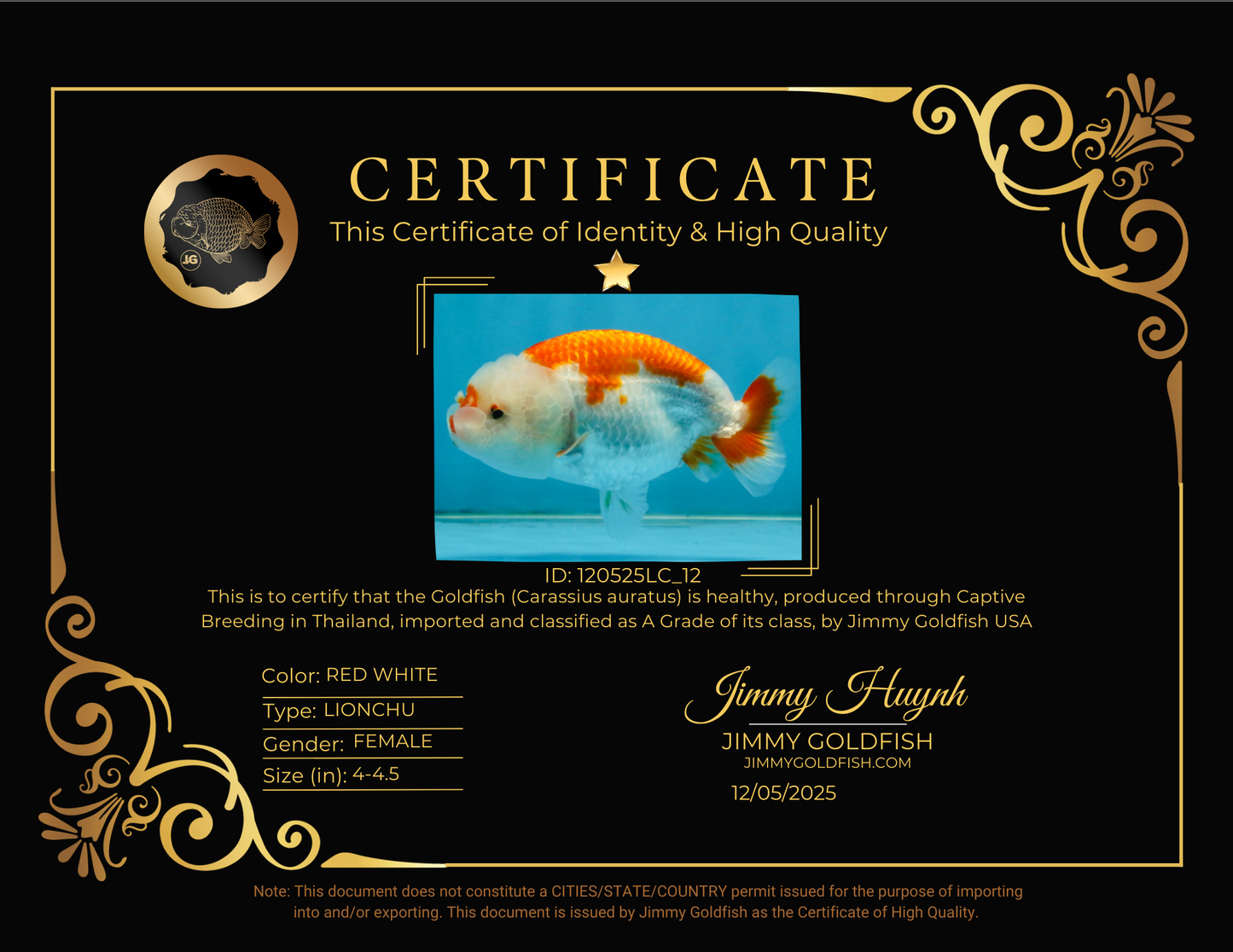 SANTA A Grade Red White LionQueen 4-4.5 inches #120525LC_12