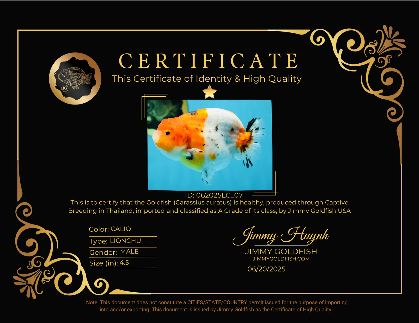 A Grade Freckled Chubby Calico LionKing 4.5 inches #062025LC_07