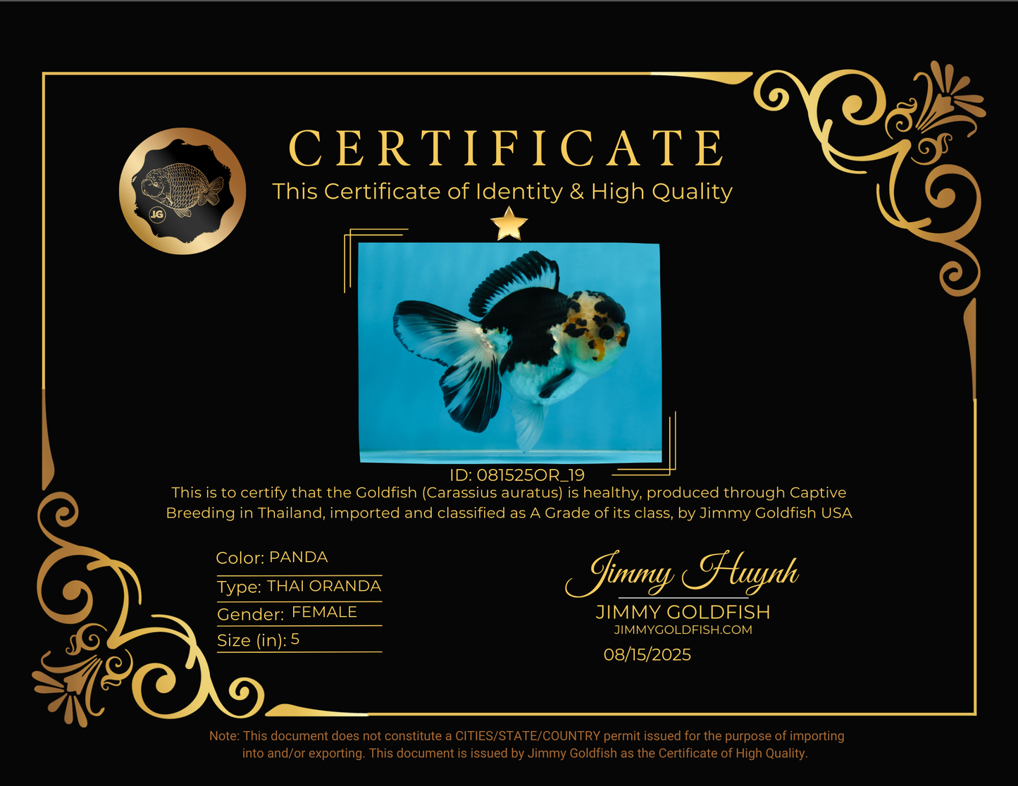 A Grade Panda Button Eyes Oranda Female 5 inches #081525OR_19