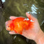 A Grade Red White Oranda Male 6 inches #100926OR_22