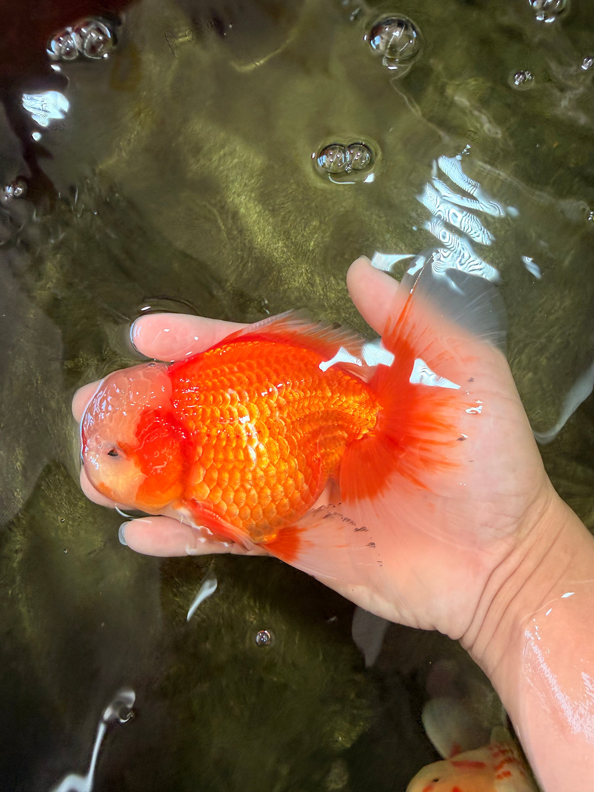 A Grade Red White Oranda Male 6 inches #100926OR_22