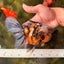 CHUBBY A Grade Calico Tiger Oranda Male 6-6.5 inches #091826OR_04