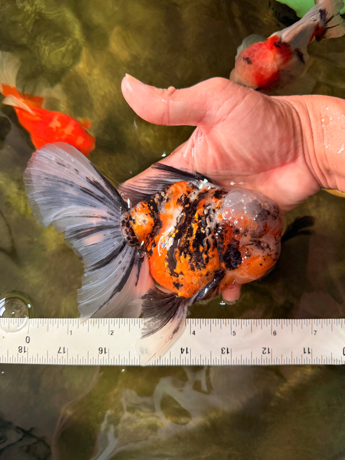 CHUBBY A Grade Calico Tiger Oranda Male 6-6.5 inches #091826OR_04
