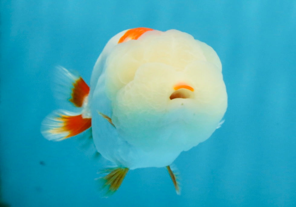 FLUFFY A Grade Red White LionQueen 4 inches #121225LC_07