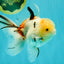 A Grade Sakura Oranda Male 6 inches #071726OR_22