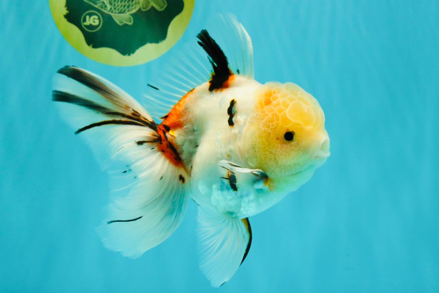 A Grade Sakura Oranda Male 6 inches #071726OR_22