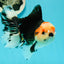 AAA Grade Pom-poms Tricolor Oranda Male 5.5 inches #102524OR_09