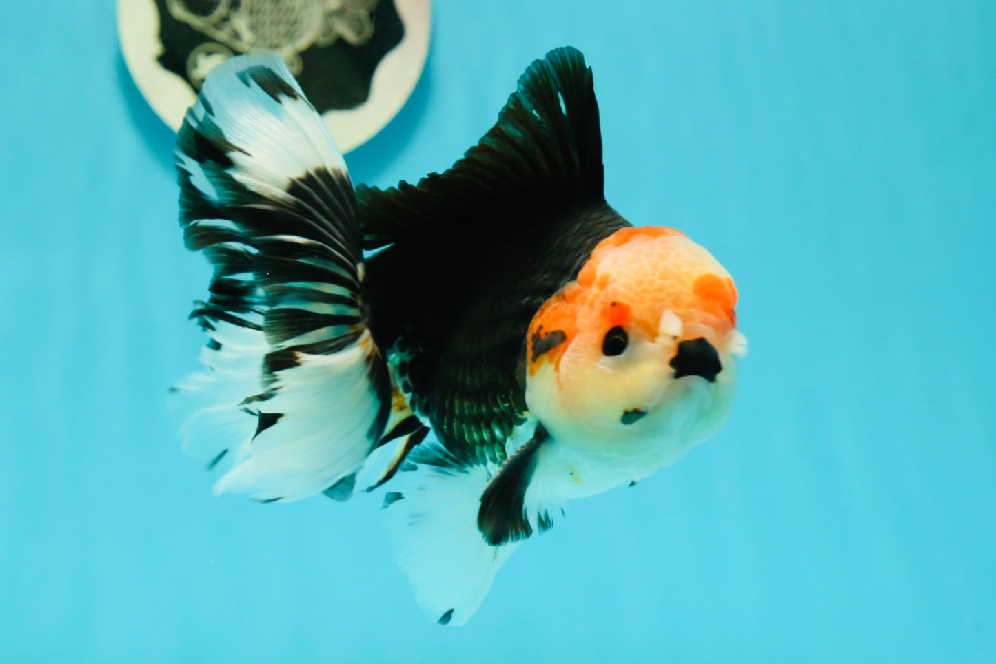 AAA Grade Pom-poms Tricolor Oranda Male 5.5 inches #102524OR_09