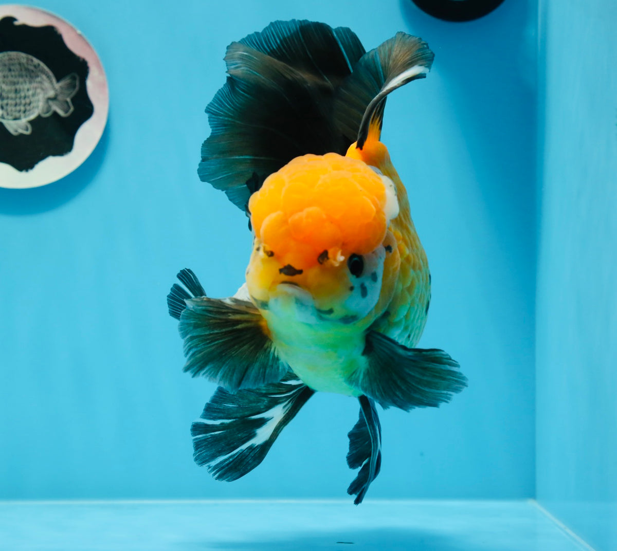 Rose Tails AAA Grade Rose Tails Tricolor Oranda Male 7 inches #0719OR_04