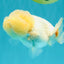 White LionChu Female 4-4.5 inches #042426LC_18