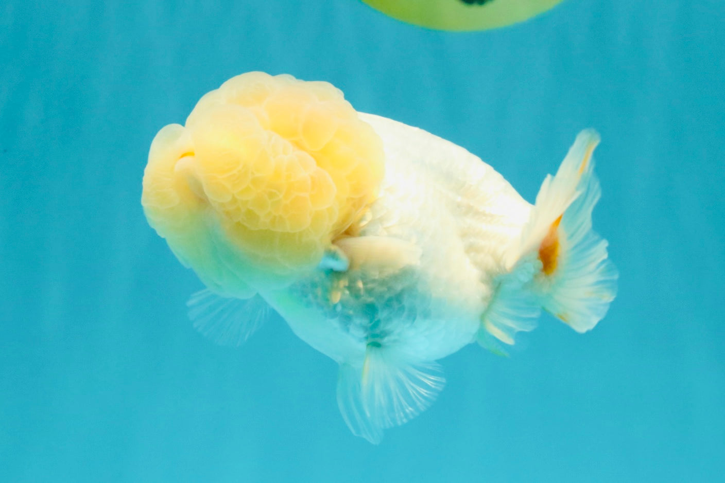 White LionChu Female 4-4.5 inches #042426LC_18