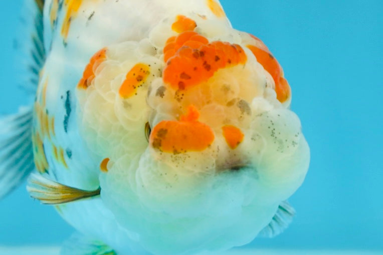 AAA Grade Tricolor LionQueen 4.5 inches #062025LC_10