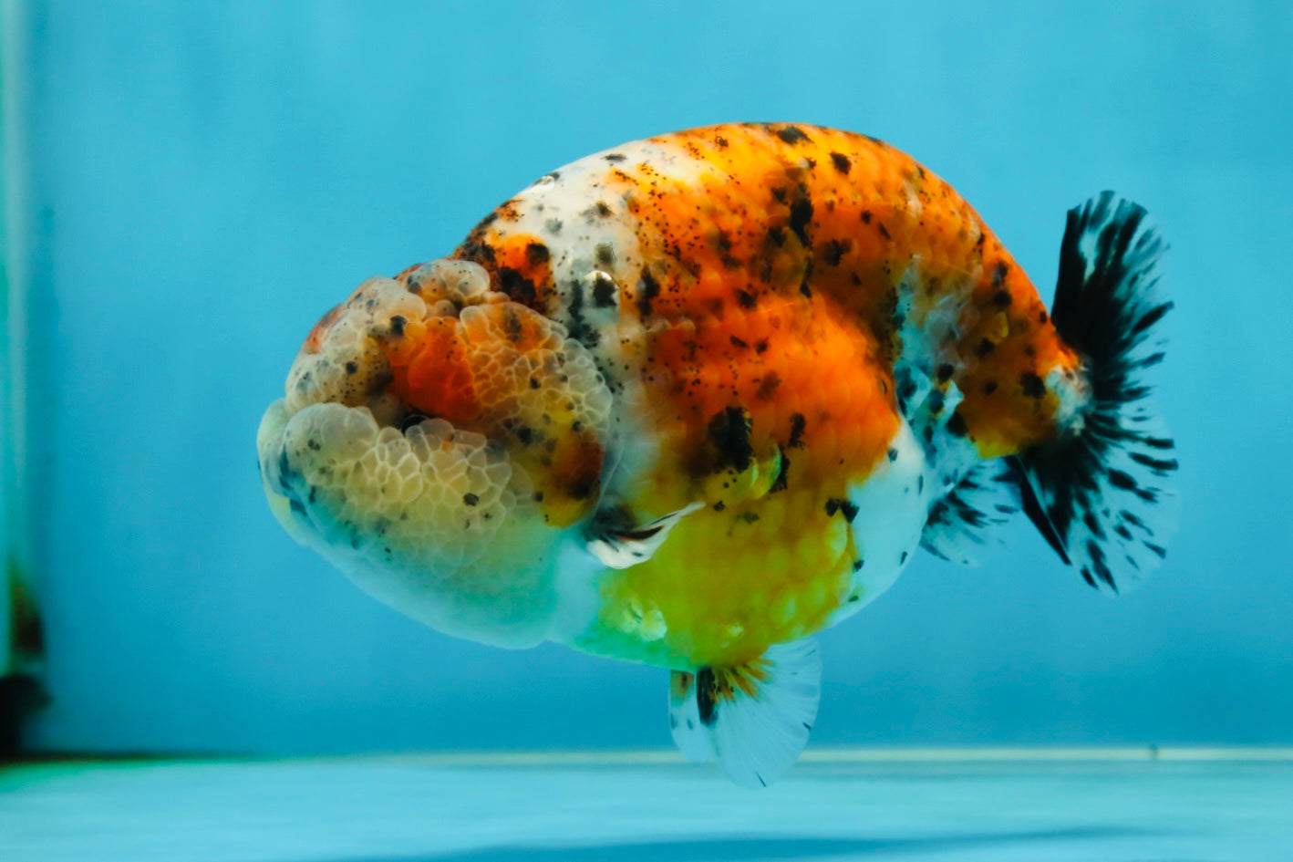 AAA Grade Calico LionKing 4.5-5 inches #050925LC_03