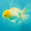 AAA Grade White Oranda Male 5.5 inches #072426OR_13