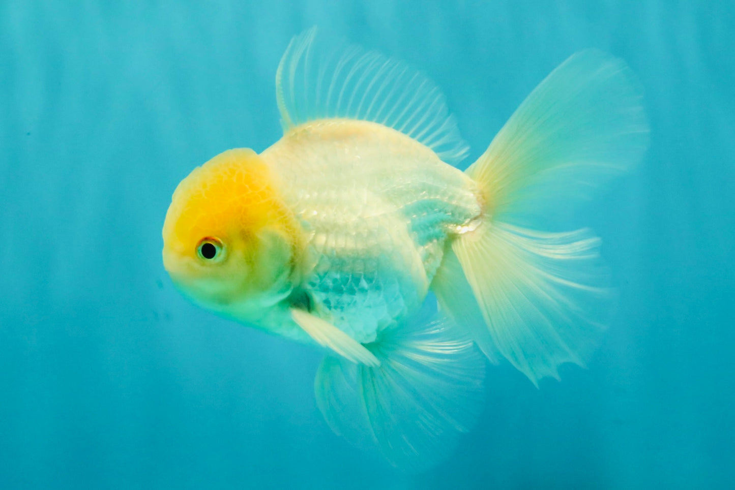 AAA Grade White Oranda Male 5.5 inches #072426OR_13