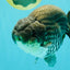 A Grade Blue Ranchu Male 6.5-7 inches #101626RC_24