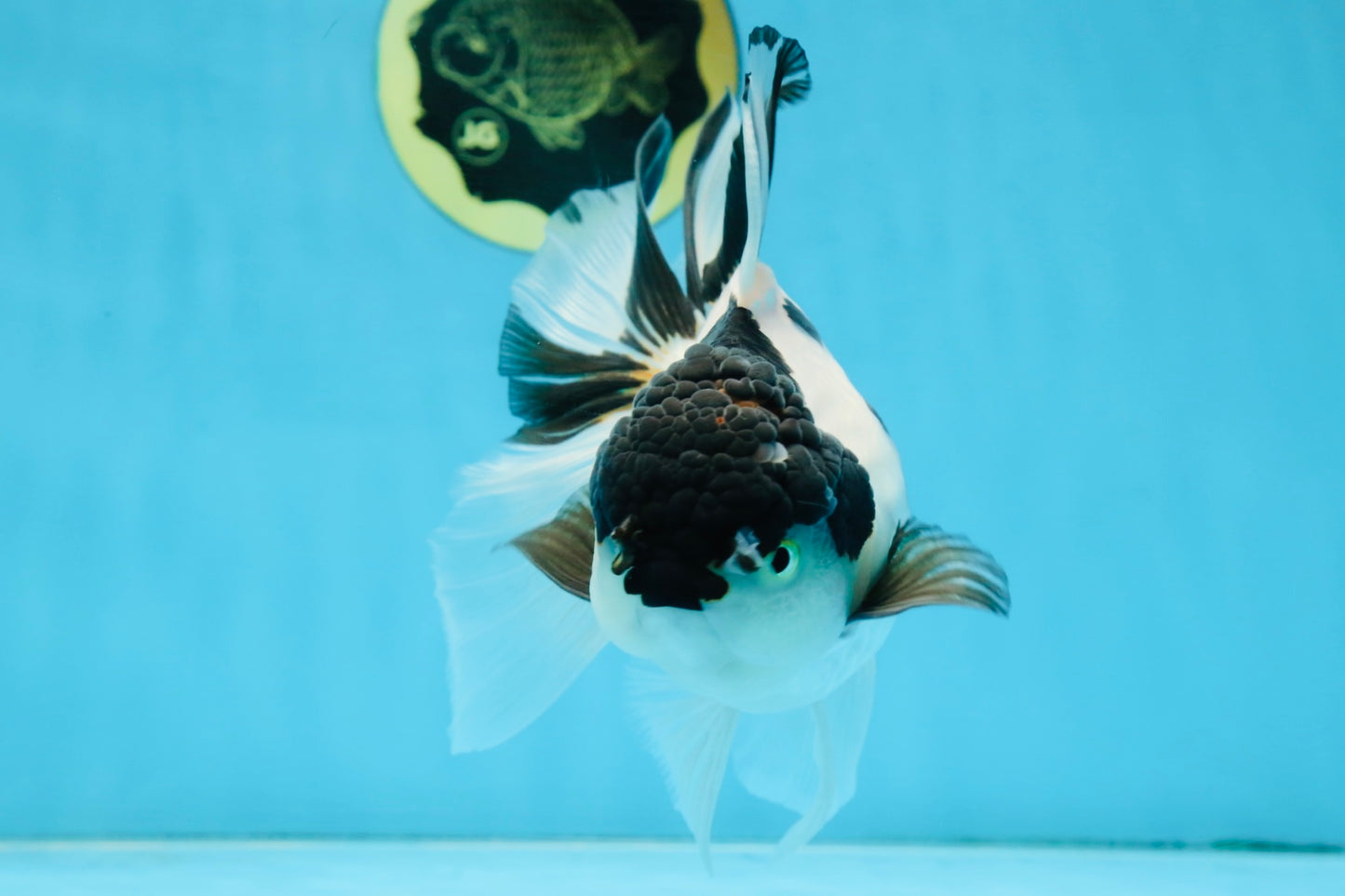 A Grade UNIQUE Panda Oranda Female 6-6.5 inches #091925OR_01