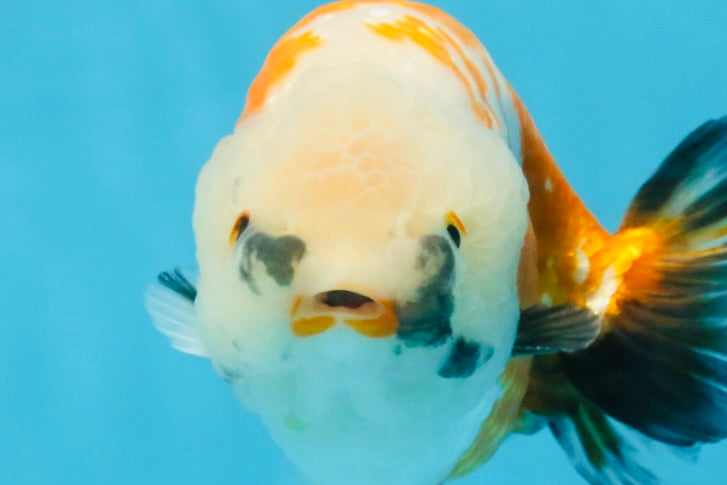 A Grade Tricolor LionKing 5-5.5 inches #112125LC_01