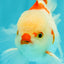 A Grade Red White Oranda Male 6 inches #071726OR_29