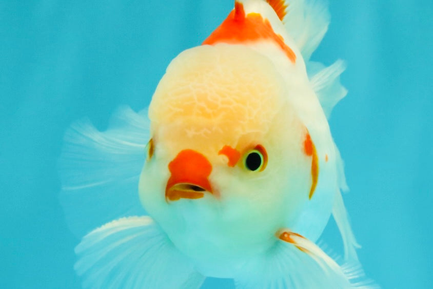 A Grade Red White Oranda Male 6 inches #071726OR_29