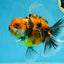 Tiger Oranda Female 6 inches #072525OR_21