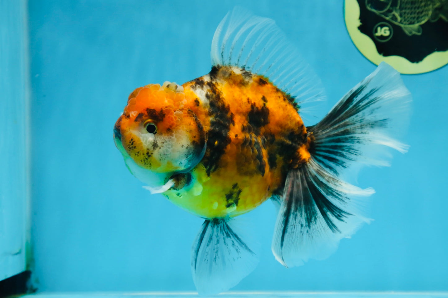 Tiger Oranda Female 6 inches #072525OR_21