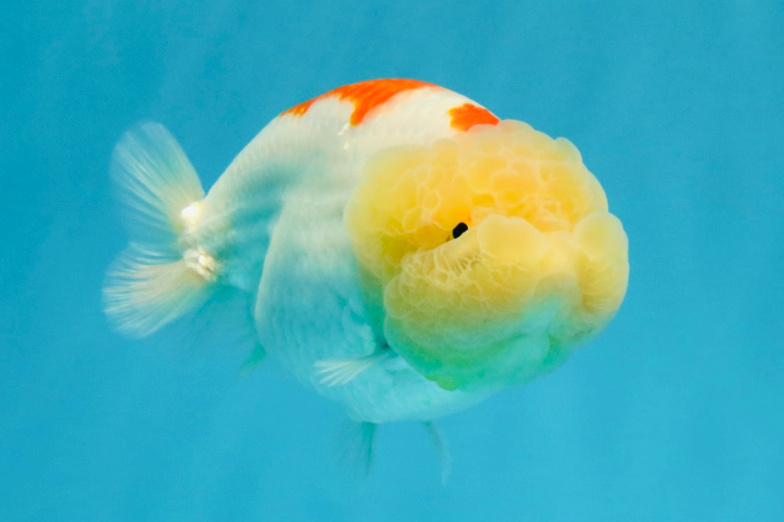 A Grade Red White LionQueen 5 inches #041026LC_14