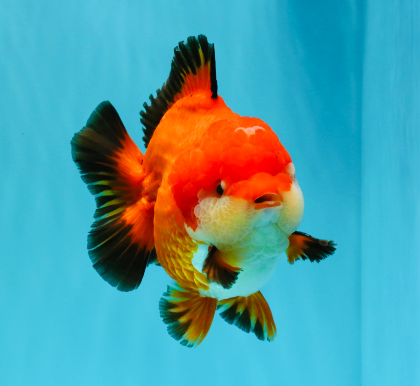 TOMATO AAA Grade Apache Yuanbao Male 5  inches #022726YB_05